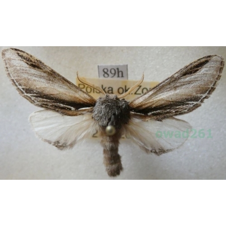 Pheosia tremula (Clerck, 1759) male Garbatka osinówka Poland89h